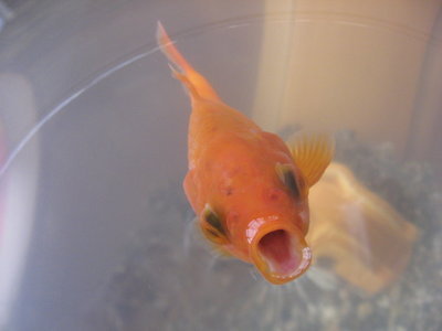  Nat the goldfish!
