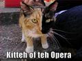 The Kitty of The Opera - the-phantom-of-the-opera photo