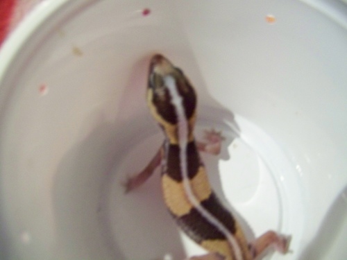 my gecko(again)