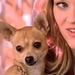 Legally Blonde 2 - legally-blonde icon
