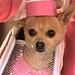 Legally Blonde 2 - legally-blonde icon