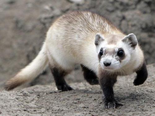  The hurón, ferret with black feet