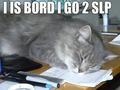 bored - funny-pictures photo