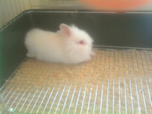  my rabbit!:P
