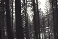 twilight forest - twilight-series photo