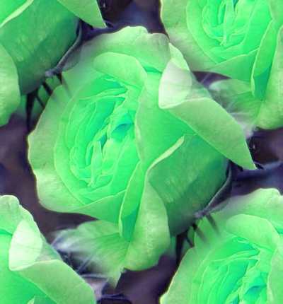 Green 玫瑰