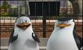 penguins-of-madagascar - Private and Skipper screencap