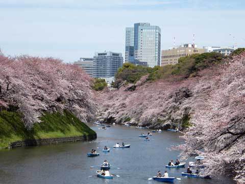 japanese cherry tree pictures. Sakura - Japanese Cherry Tree