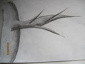 Shadow tree - drawing photo