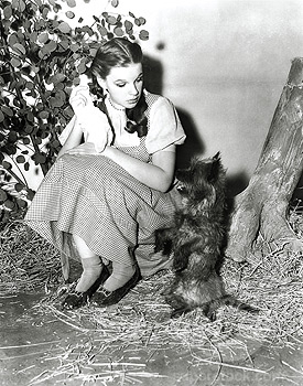 the wizard of oz dorothy and toto