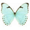  Butterfly<3