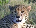 Cheetah - animals photo