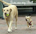 Give me my Ball ! - dogs photo