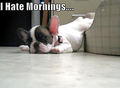 I hate Mornings !!! - dogs photo