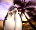 Kico On Holiday - penguins-of-madagascar fan art