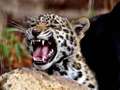 Leopard - animals photo