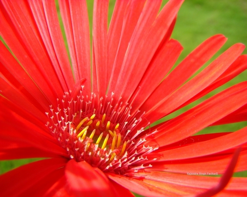  Red bunga