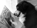 Shh....Reading the Paper ! - dogs photo