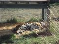 Tiger :) - animals photo