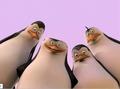 penguins-of-madagascar - Wake up, sweetheart! screencap