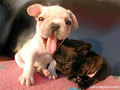Big Tongue , lol !! - dogs photo