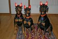 Devil Dogs , LOL !! - dogs photo