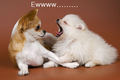 Ewww! - dogs photo
