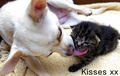 Kisses xx - dogs photo