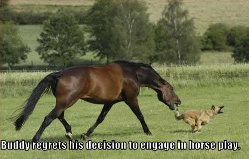  No horse play. lol !