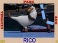 Rico's Hockey Card - penguins-of-madagascar fan art