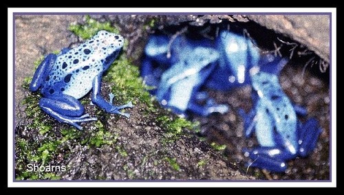  blue frogs