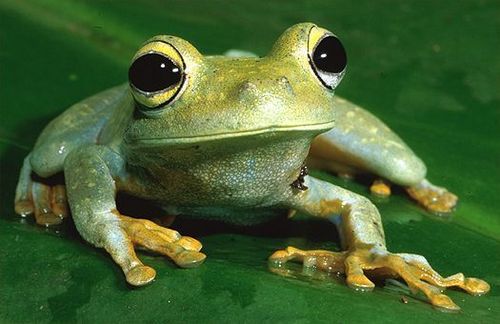 brownsburg tree frog