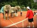 elephants tennis - tennis photo