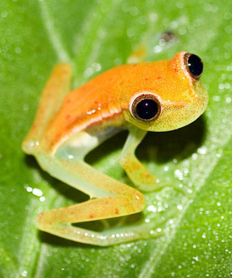  newborn क्रिस्मस frog