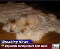 Dog melts during heatwave ! - dogs photo