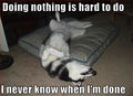 Doing Nothing ! - dogs photo