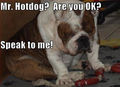 Mr Hotdog ! - dogs photo
