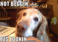 Not begging ! - dogs photo
