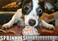 Sprinkles !!!!!!!!!! - dogs photo