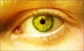 Yellow Eye - eyes photo