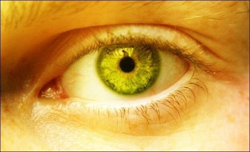  Yellow Eye