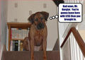 Bad news, Mr. Burglar ! - dogs photo