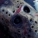 Freddy Vs Jason - horror-movies icon