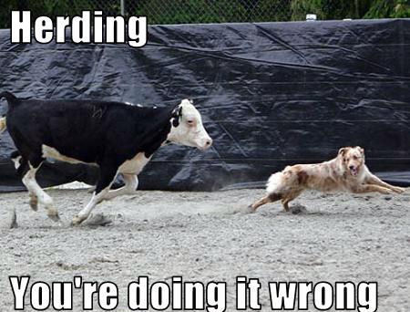 HerdingYou-re-doing-it-wrong-dogs-11954498-450-342.jpg