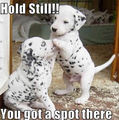 Hold Still !! - puppies photo