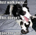 Just walk away…. This doesn’t concern you….  - dogs photo