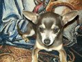 My badboy Tucker - fanpop-pets photo