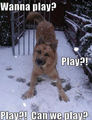 Wanna play? Play?! Play?! Can we play? - dogs photo