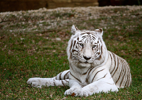  White tigri