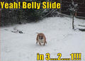 Yeah! Belly Slide in 3….2…..1!!! - dogs photo